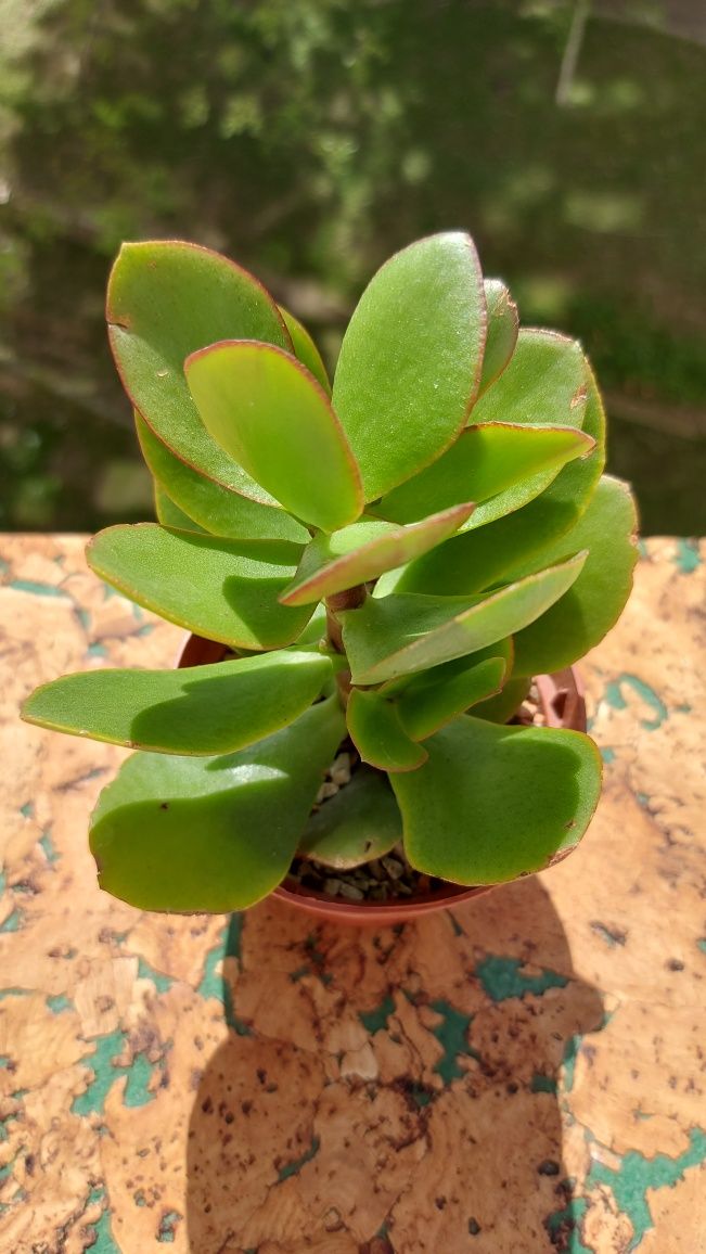 Crassula Tricolor Крассула Триколор