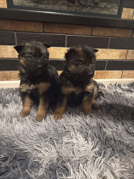 Німецька вівчарка