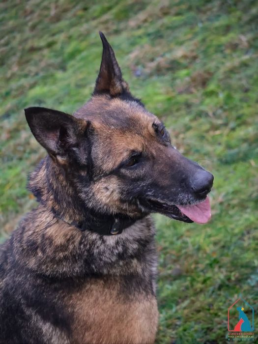 Reina 564/24 - SZUKA DOMU!