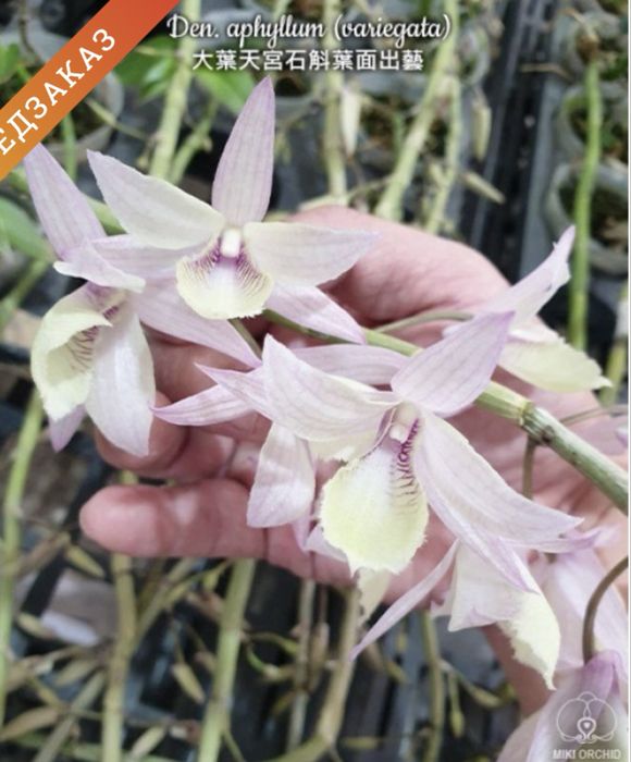 Дендробиум Aphyllum variegata. Кейк.