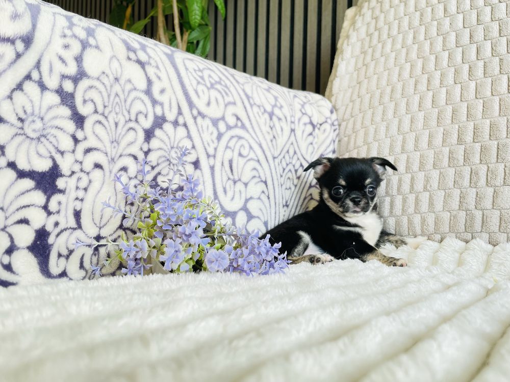 Chihuahua Russo macho miniatura black tan tricolor