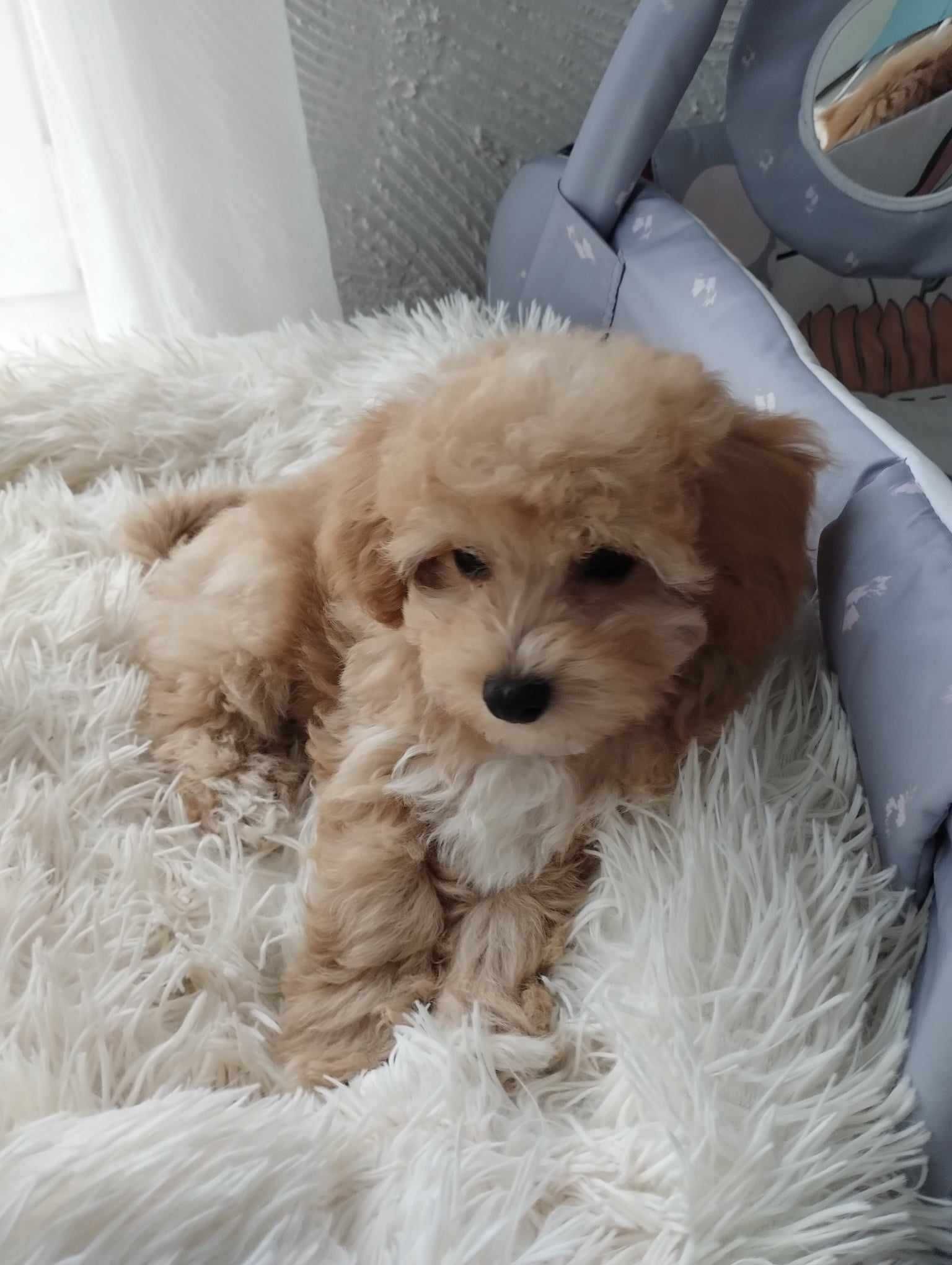 Śliczny piesek maltipoo