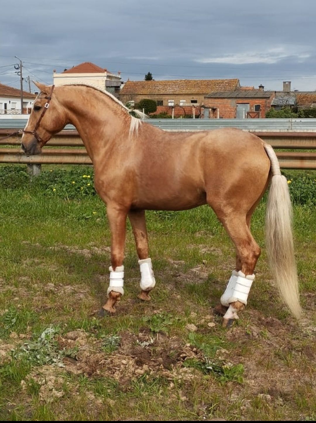 Vendo Cobriçoes de Cavalos Lusitanos