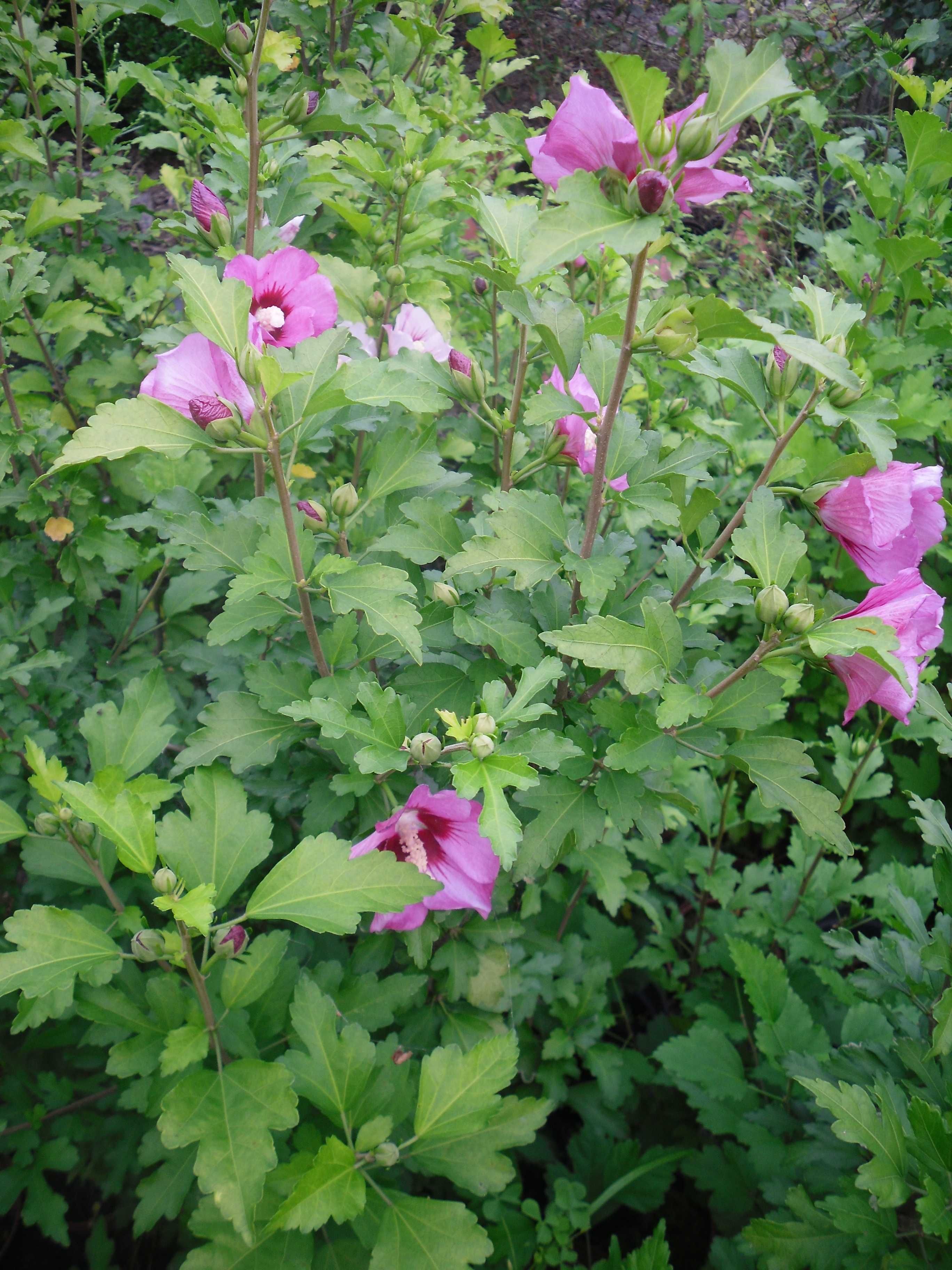 sadzonki hibiskusa hibiskus 110 cm,  tuja szmaragd tuje szmaragdowe