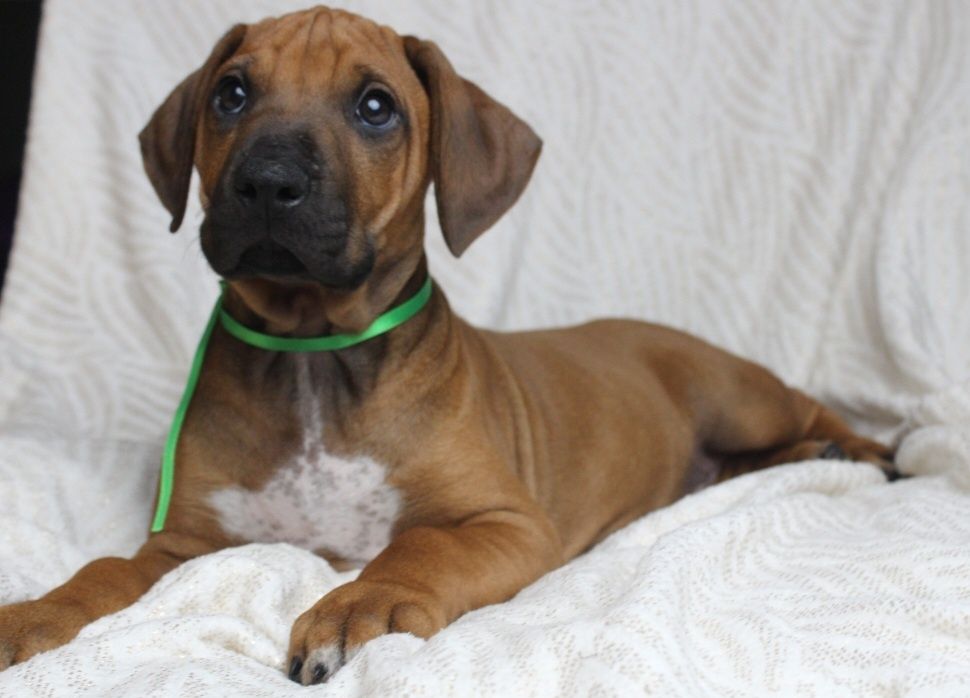 Rhodesian Ridgeback-uroczy chłopak