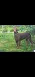 PIES Doberman Czarny