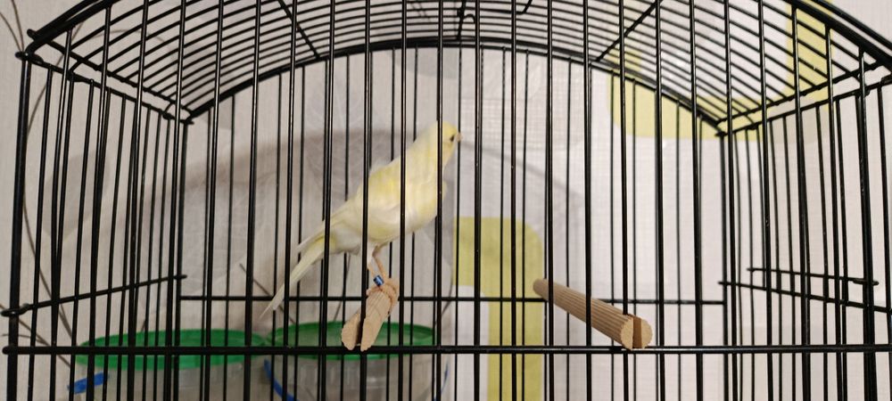 Kanarek Samiczka Fiorino