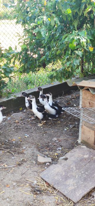 Kaczki z dowozem Warszawa - Pułtusk