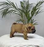 Chłopiec Piesek szczenię shar pei z rodowodem zkwp fci