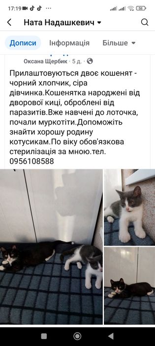 Кошенята в добрі ручки
