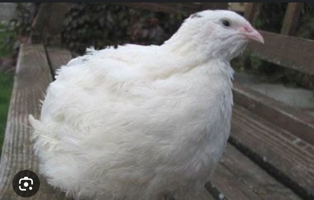 Яйце інкубаційне перепілки