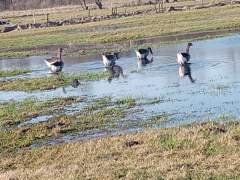 Gęsi landes kaczki staropolskie