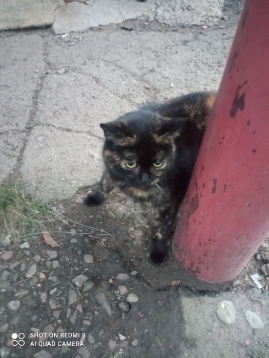 Черепашкова красуня