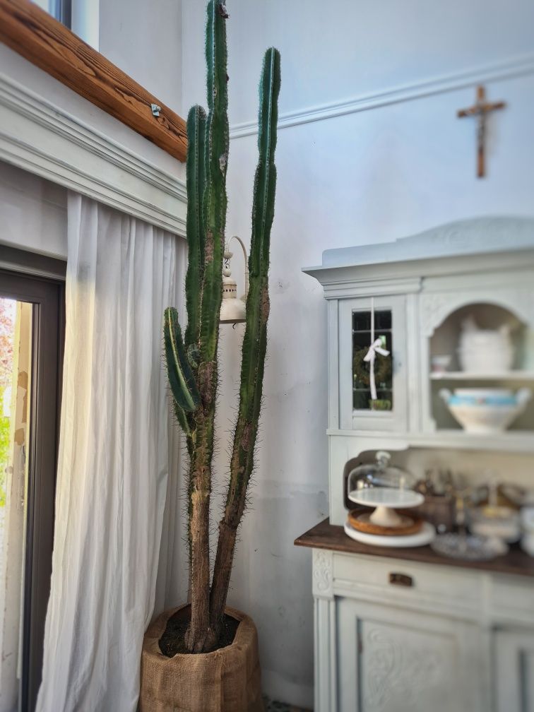 Piękny Kaktus okolo 40 lat  kwitnie co rok