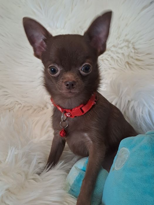 **X-MAN**chihuahua piesek xxs-1.40 choco gotowy do zmiany opiekuna