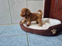 Pudel toy mini pudelek suczka