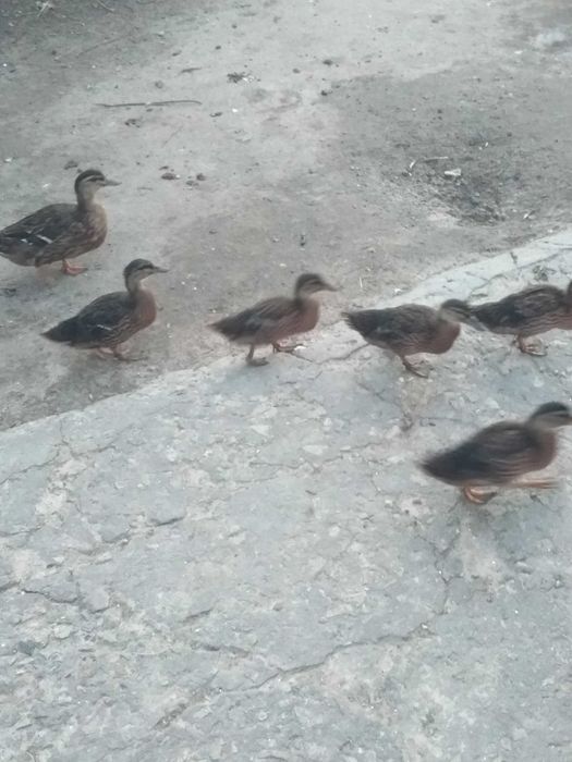 Продам качок Кряква