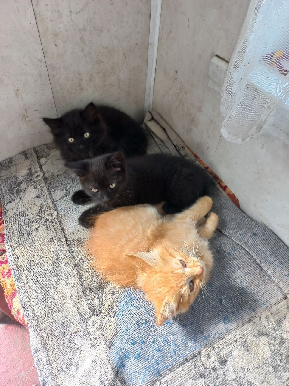 Отдам котят в добрые руки