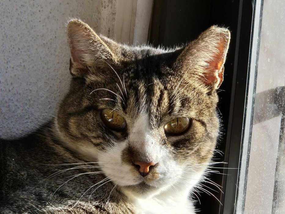 Gato sénior para adoção consciente