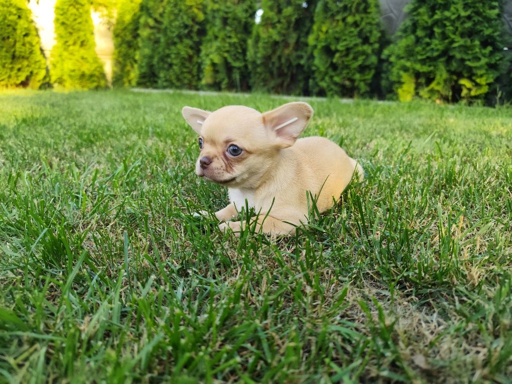 Dziewczynka chihuahua