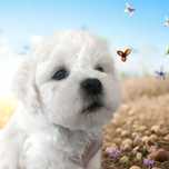 Bichon frise FCI samiec