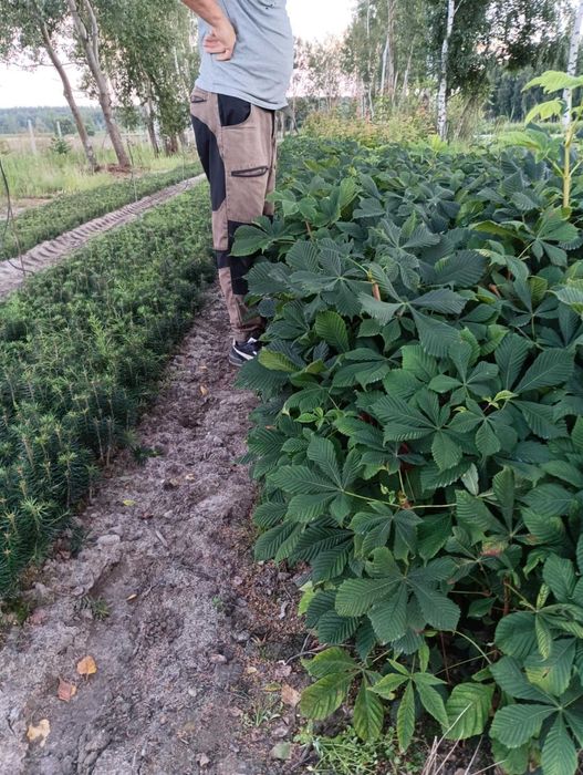 kasztanowiec sadzonki  30-60 3 zł/sztuka