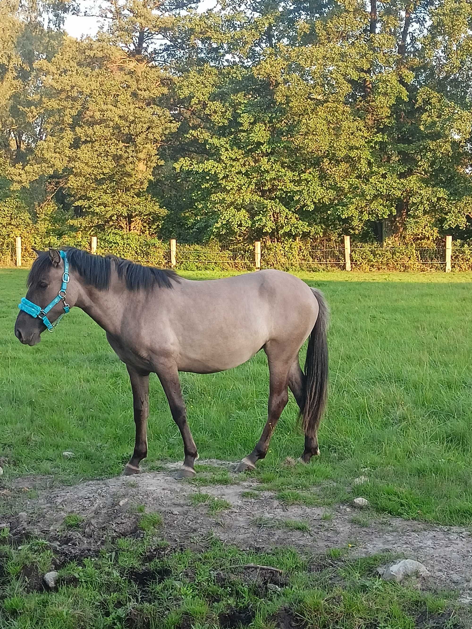 Konik polski klacz