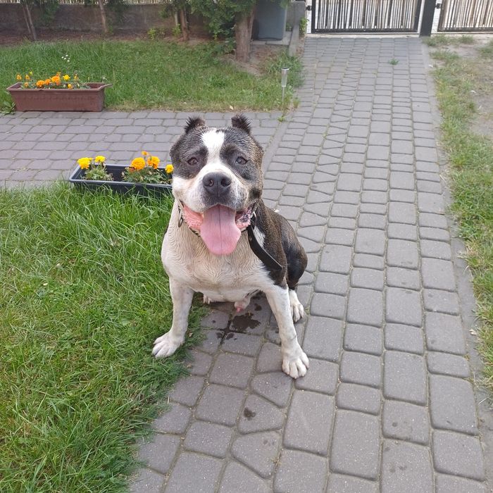Rep. Pies American Pitbull Terierr Bluee