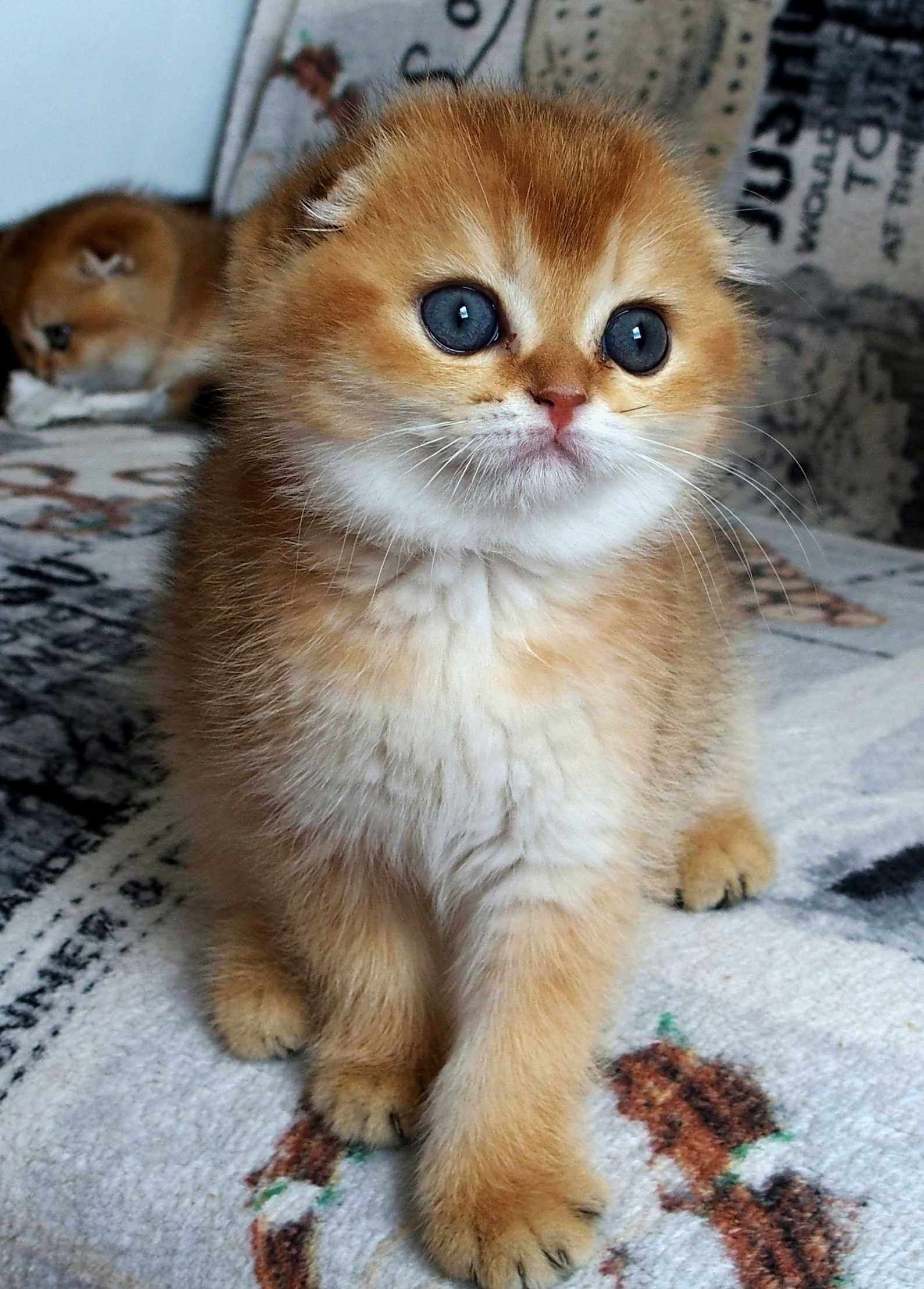 Kotka Szkocki Zwisłouchy PZF. WCF Scottish Fold Złota Szynszyla