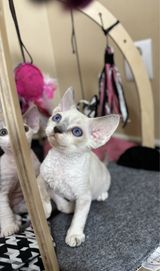 Devon rex kocurek