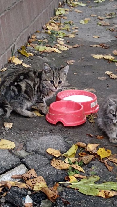 Кошенята врятовані на мосту шукають добрі руки