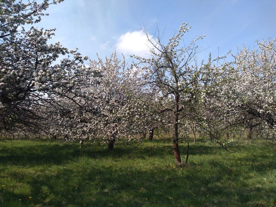 sprzedam kłody drzewa jabłonkowego z sadu wysokopiennego