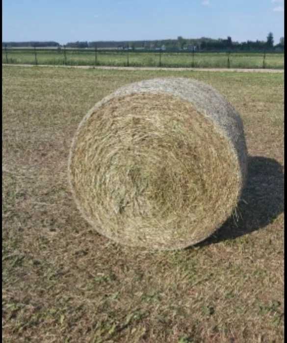 Siano w balotach, belach 120x120.