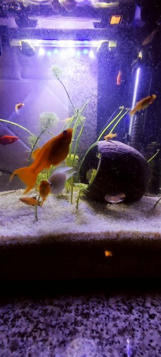 Troco peixes por outros