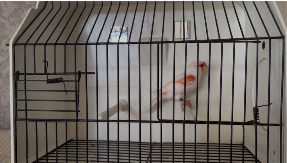 Lipocromo mosaico vermelho linha macho