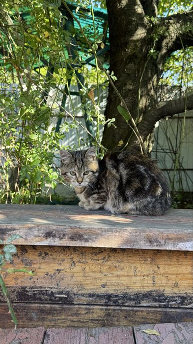 Кошеня 3,5 місяця