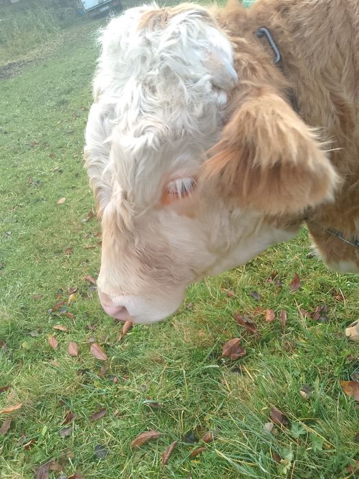 Sprzedam byczka simental