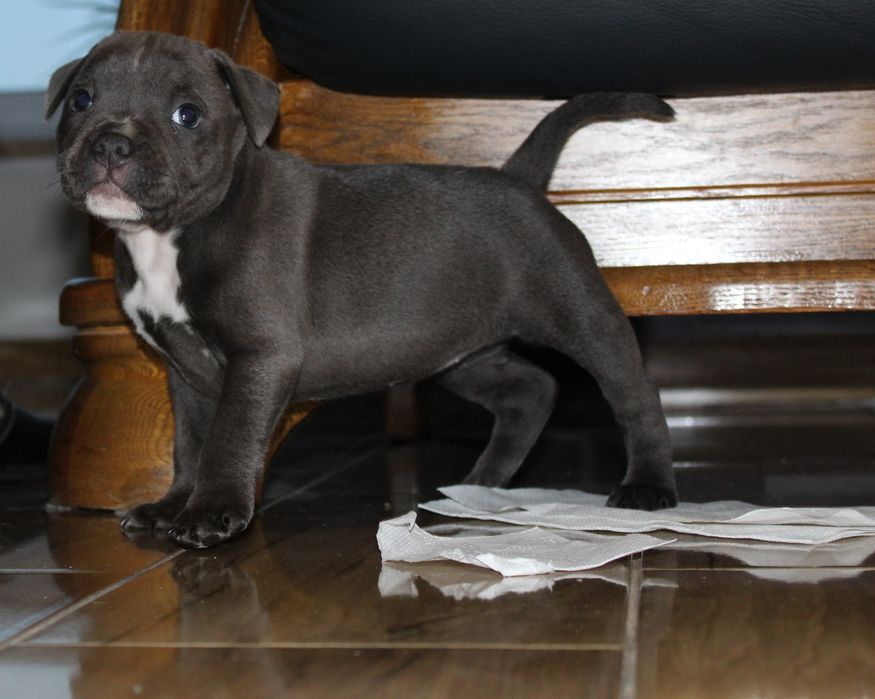 Staffordshire Bull terrier stafik staffik