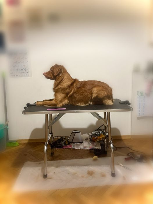 Nowy duży stół groomerski ze smyczkami dla dużych psów mocny