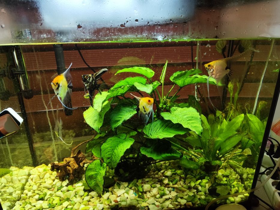 Sprzedam akwarium wraz z zawartoscia