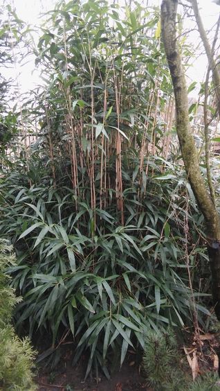 Bambus złotobruzdowy, pseudosasa japonica, fargezja, grab