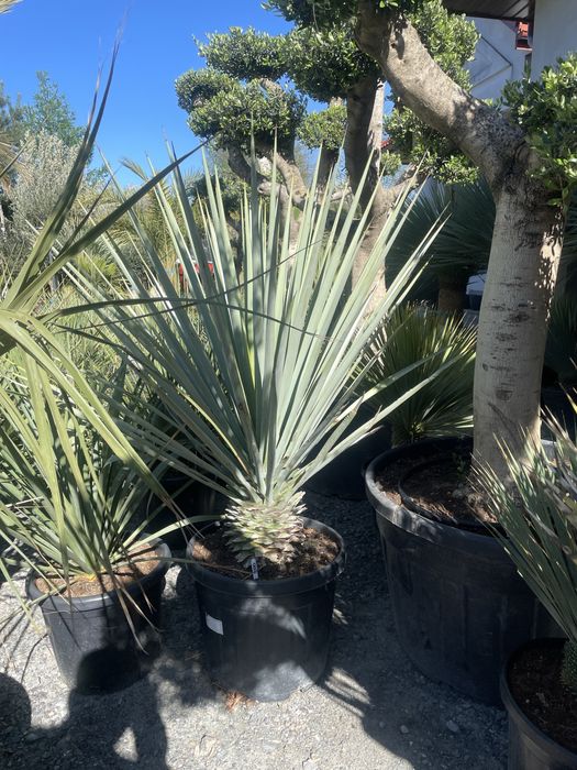 Juki, draceny, kaktusy