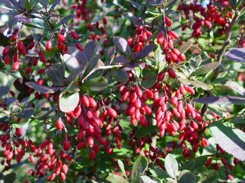 Саженцы сосны,ели,березы,дуба,клена,акации,липы,рябины,черемухи,ясеня