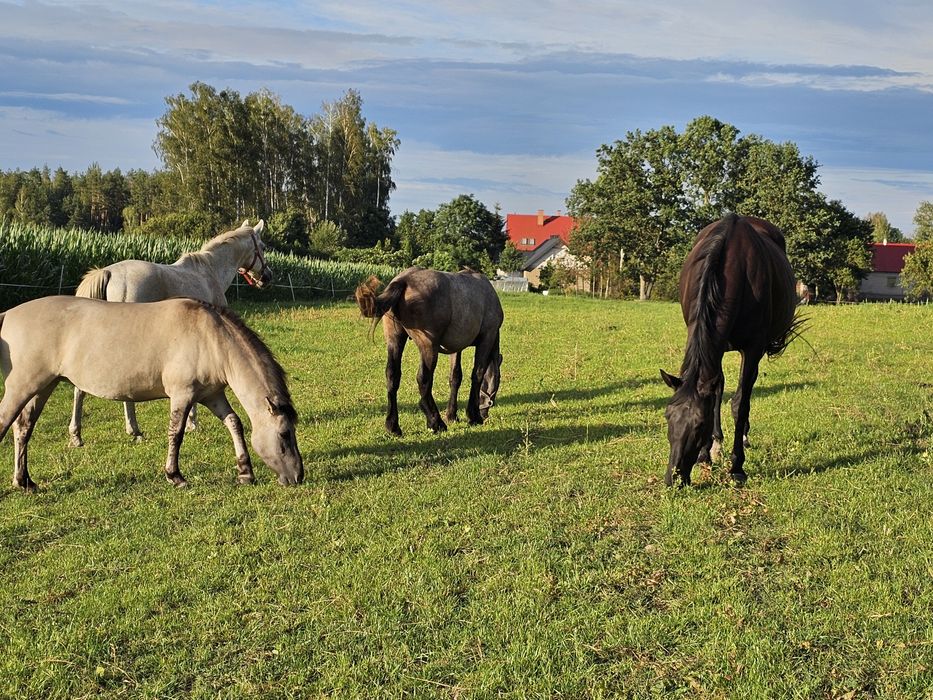 Obornik koński, nawóz naturalny ODDAM