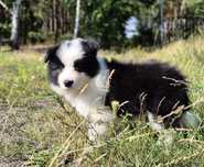 Piesek border collie