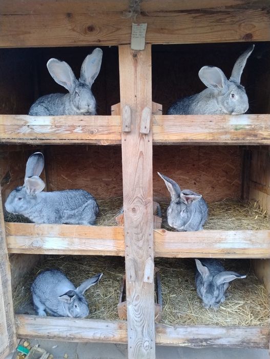 Olbrzym Belgijski Szynszylowy