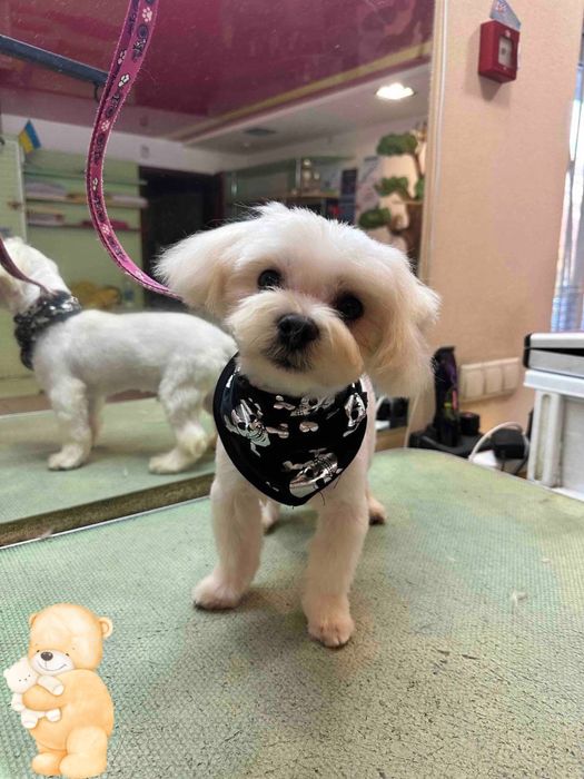 Умный и воспитанный мальчик - надежный, нежный, золотой! Мальтезе!