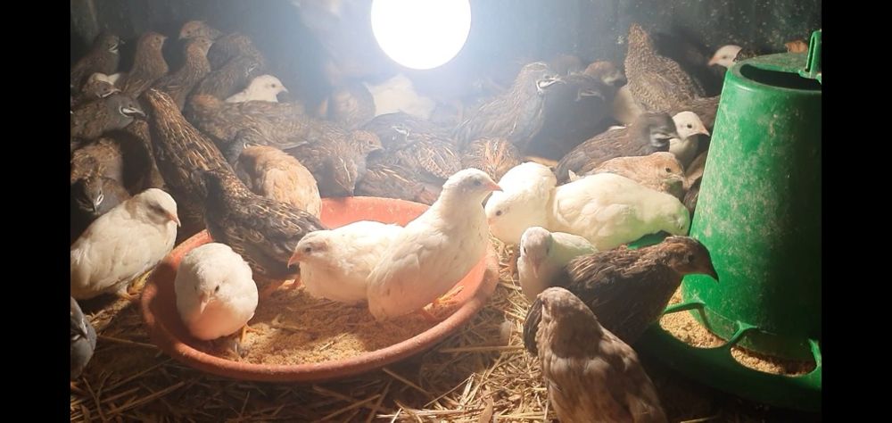 Vendo codornizes da China