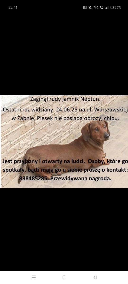 Zaginął rudy Jamnik