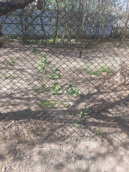 Сітка рабиця 5мм.